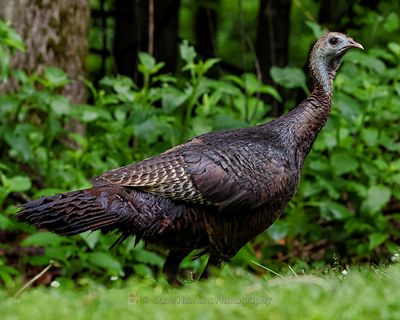 WILD TURKEY