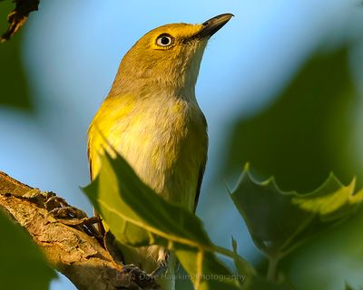 WHITE-EYED VIREO