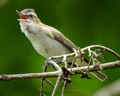 RED-EYED VIREO