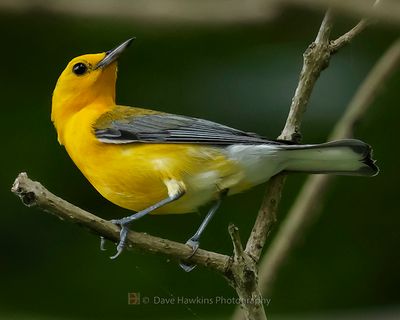 PROTHONOTARY WARBLER