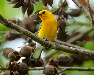 PROTHONOTARY WARBLER