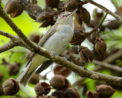 RED-EYED VIREO