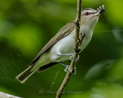 RED-EYED VIREO