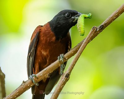 ORCHARD ORIOLE