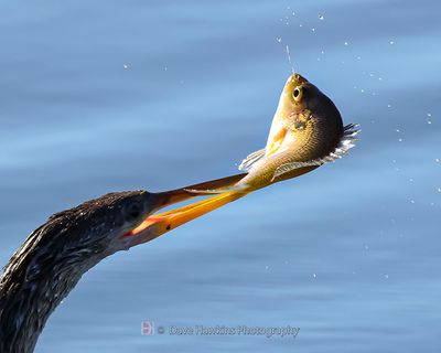 ANHINGA