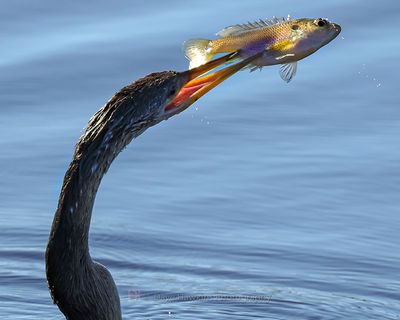 ANHINGA