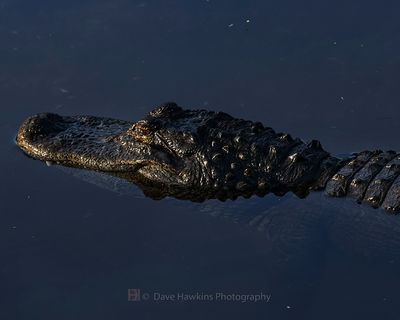 AMERICAN ALLIGATOR