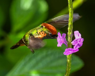 TUFTED COQUETTE