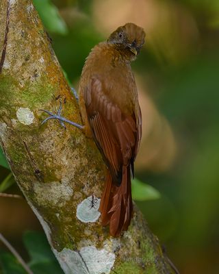 PLAIN-BROWN WOODCREEPER