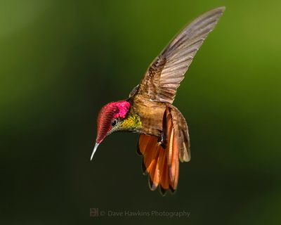 RUBY-TOPAZ HUMMINGBIRD