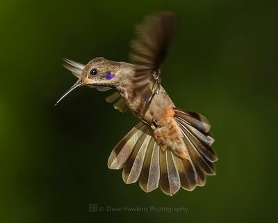 BROWN-VIOLETEAR