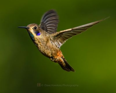 BROWN-VIOLETEAR