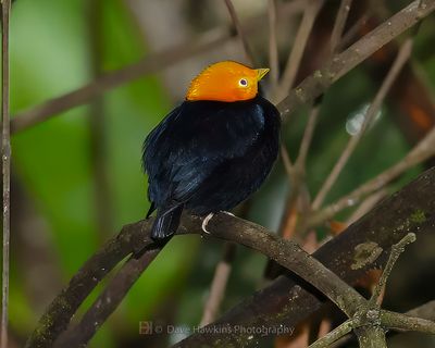 YELLOW-HEADED MANAKIN