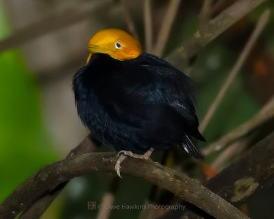 YELLOW-HEADED MANAKIN