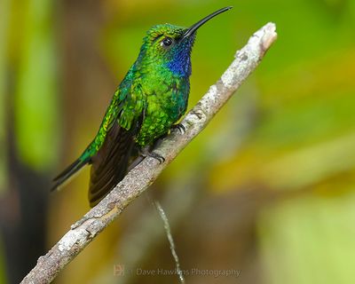 WHITE-TAILED SABREWING