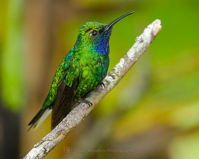 WHITE-TAILED SABREWING