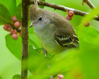 YELLOW-BELLIED ELAENIA