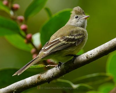 YELOW-BELLIED ELAENIA