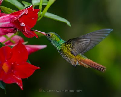 RUFOUS-TAILED HUMMINGBIRD