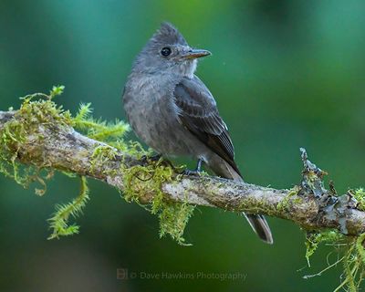 SMOKE-COLORED PEWEE