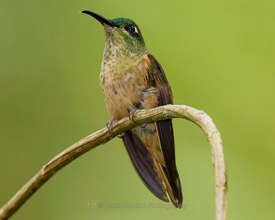FAWN-BREASTED BRILLIANT