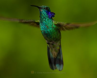 LESSER VIOLETEAR (Andean)