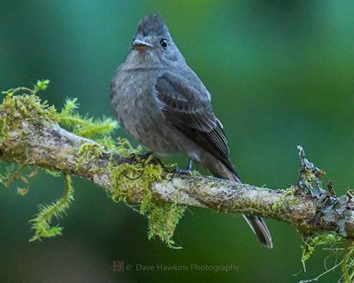 SMOKE-COLORED PEWEE