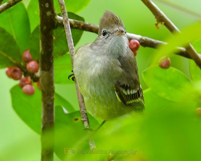 YELLOW-BELLIED ELAENIA