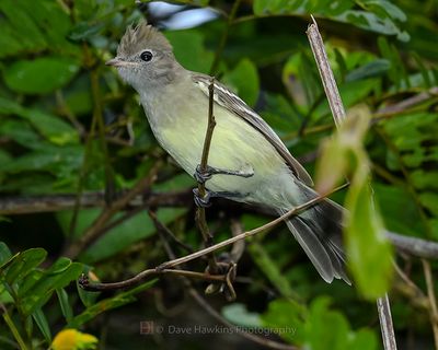 YELLOW-BELLIED ELAENIA
