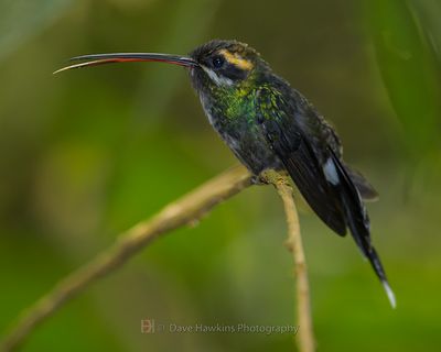 WHITE-WHISKERED HERMIT