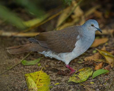 GRAY-HEADED DOVE