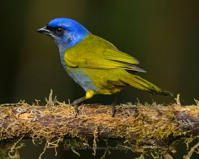 BLUE-CAPPED TANAGER