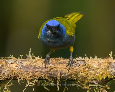 BLUE-CAPPED TANAGER