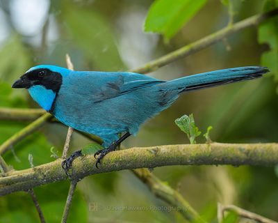 TURQUOISE JAY