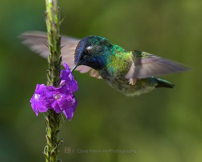 VIOLET-HEADED HUMMINGBIRD