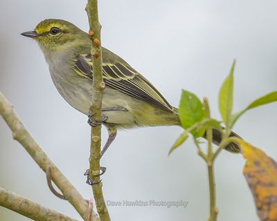 GOLDEN-FACED TYRANNULET