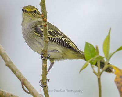 GOLDEN-FACED TYRANNULET