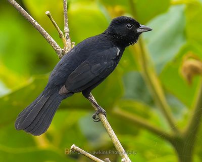 WHITE-LINED TANAGER