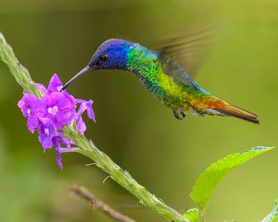 GOLDEN-TAILED SAPPHIRE