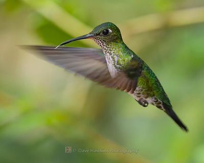 MANY-SPOTTED HUMMINGBIRD