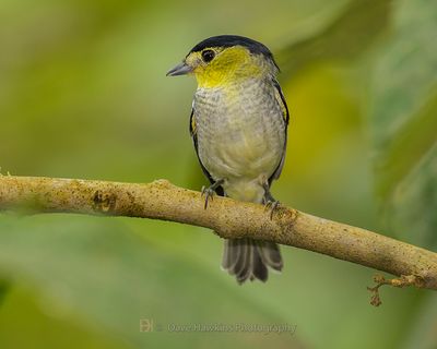 BARRED BECARD