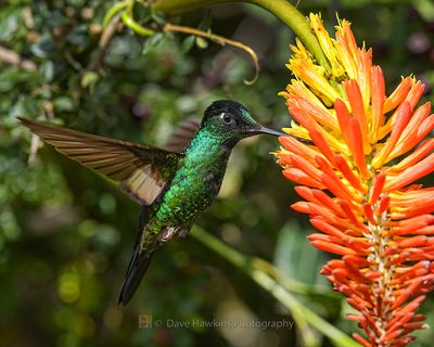 BUFF-WINGED STARFRONTLET