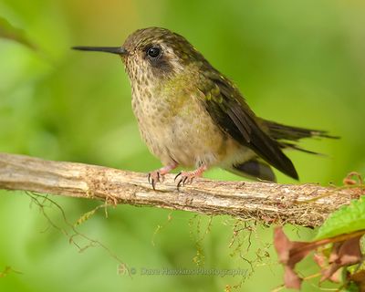 TYRIAN METALTAIL