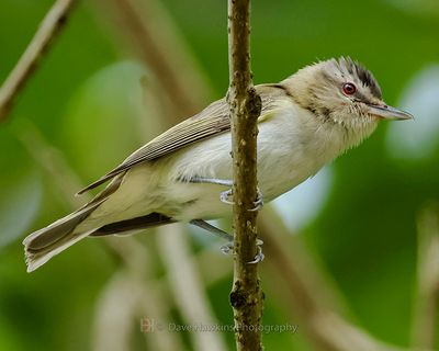 RED-EYED VIREO