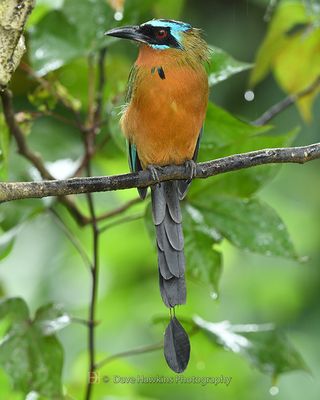 TRINIDAD MOTMOT