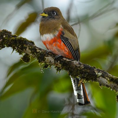 COLLARED TROGON ♀