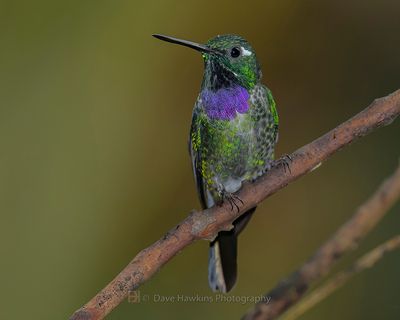 PURPLE-BIBBED WHITETIP