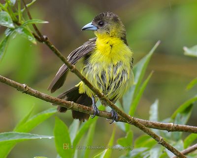 FLAME-RUMPED TANAGER ♀