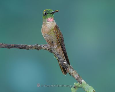 FAWN-BREASTED BRILLIANT