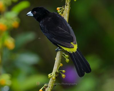 FLAME-RUMPED TANAGER